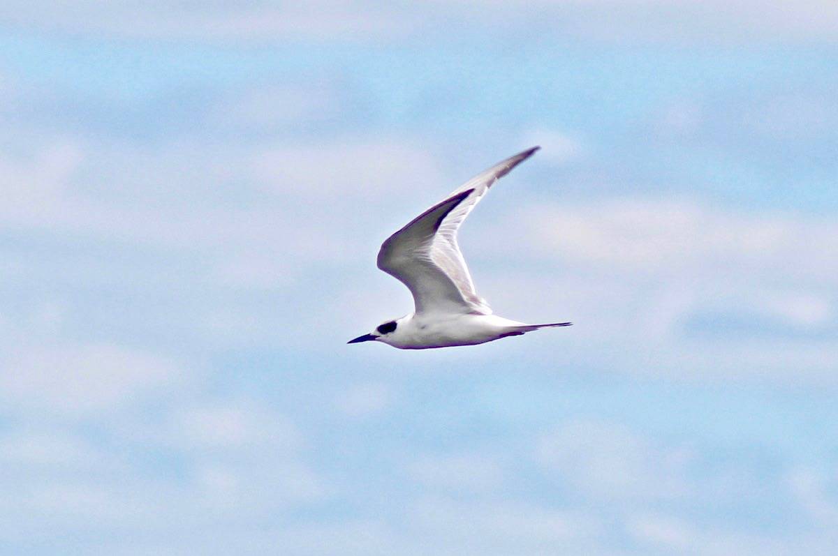 Matthew Schenk / Macaulay Library at the Cornell Lab of Ornithology (ML32758871)